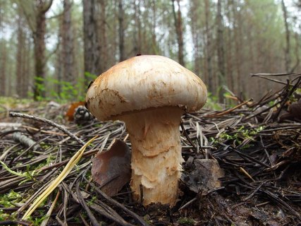 Tricholoma focale