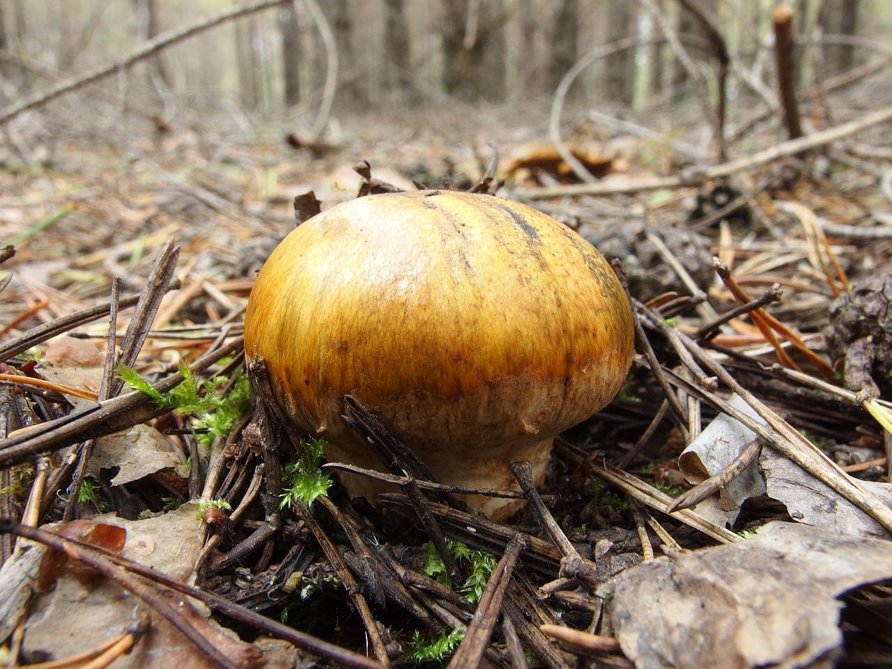 Tricholoma focale