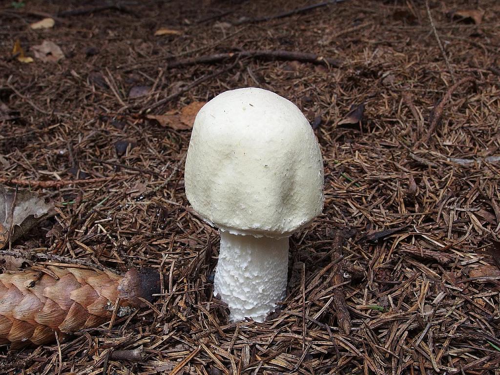 Agaricus sylvicola