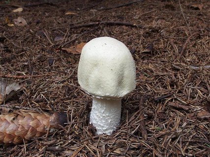 Agaricus sylvicola