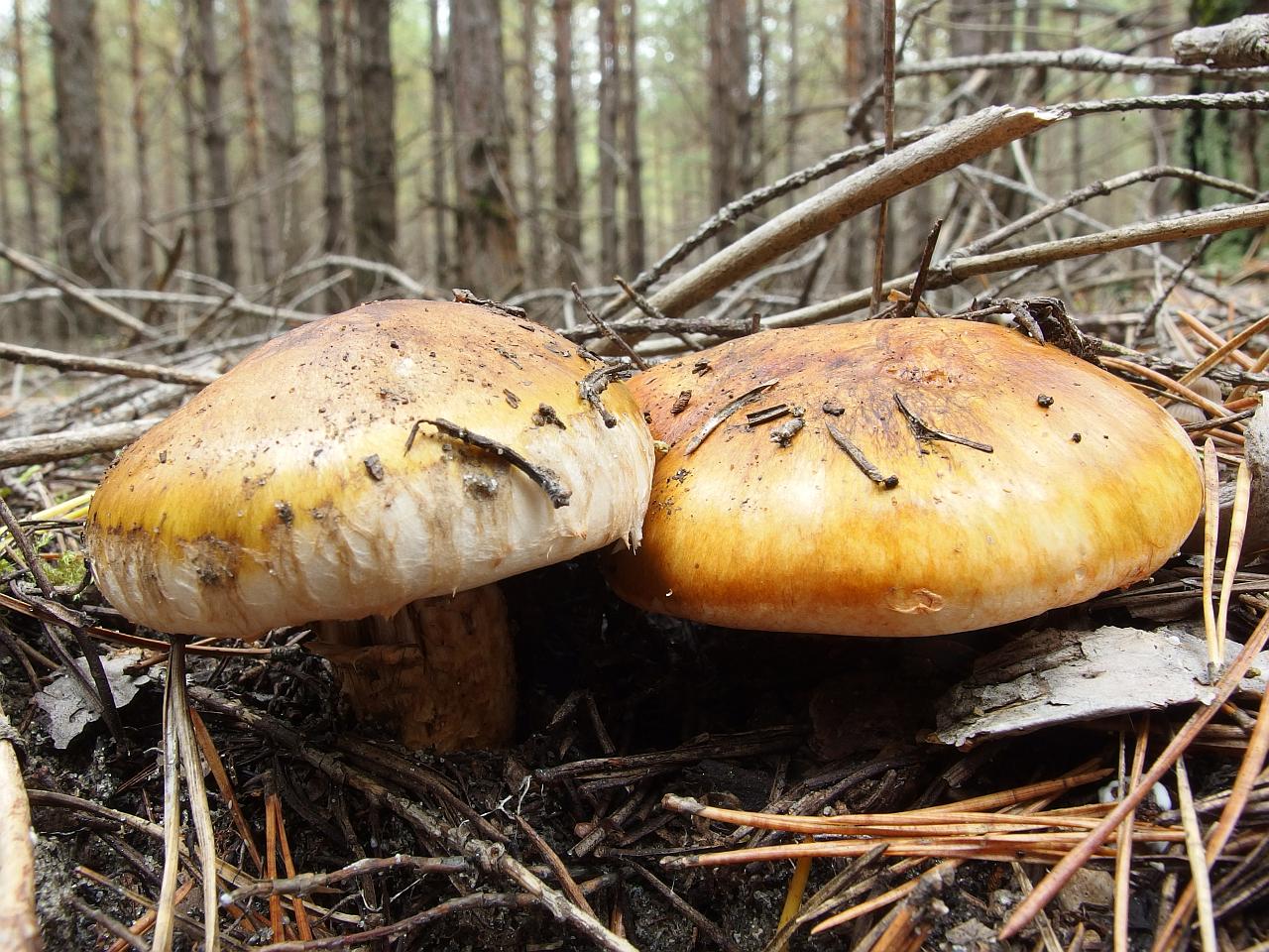 Tricholoma focale