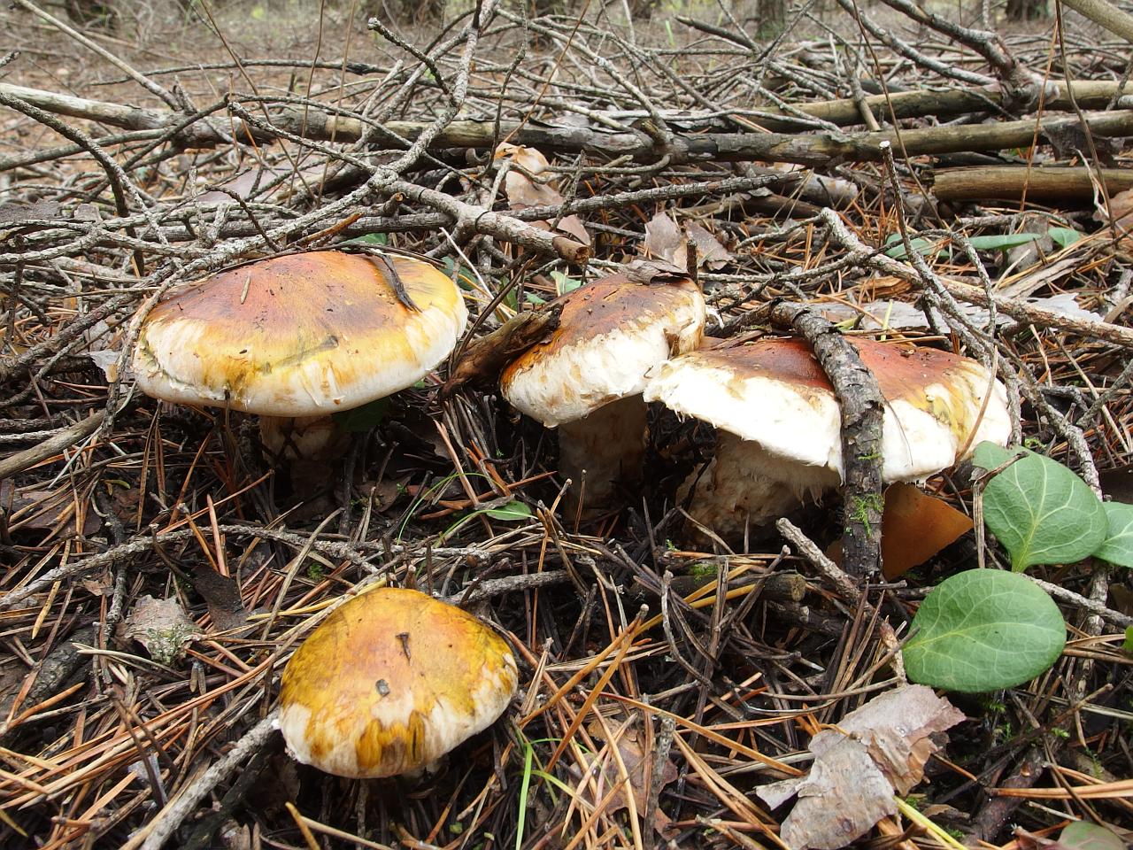 Tricholoma focale