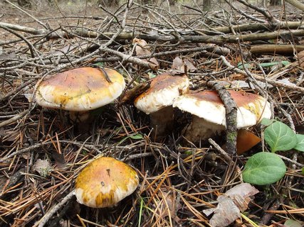 Tricholoma focale
