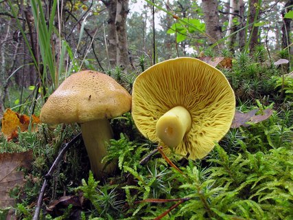 Tricholoma frondosae