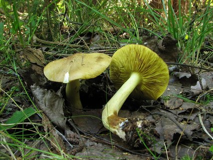 Tricholoma frondosae