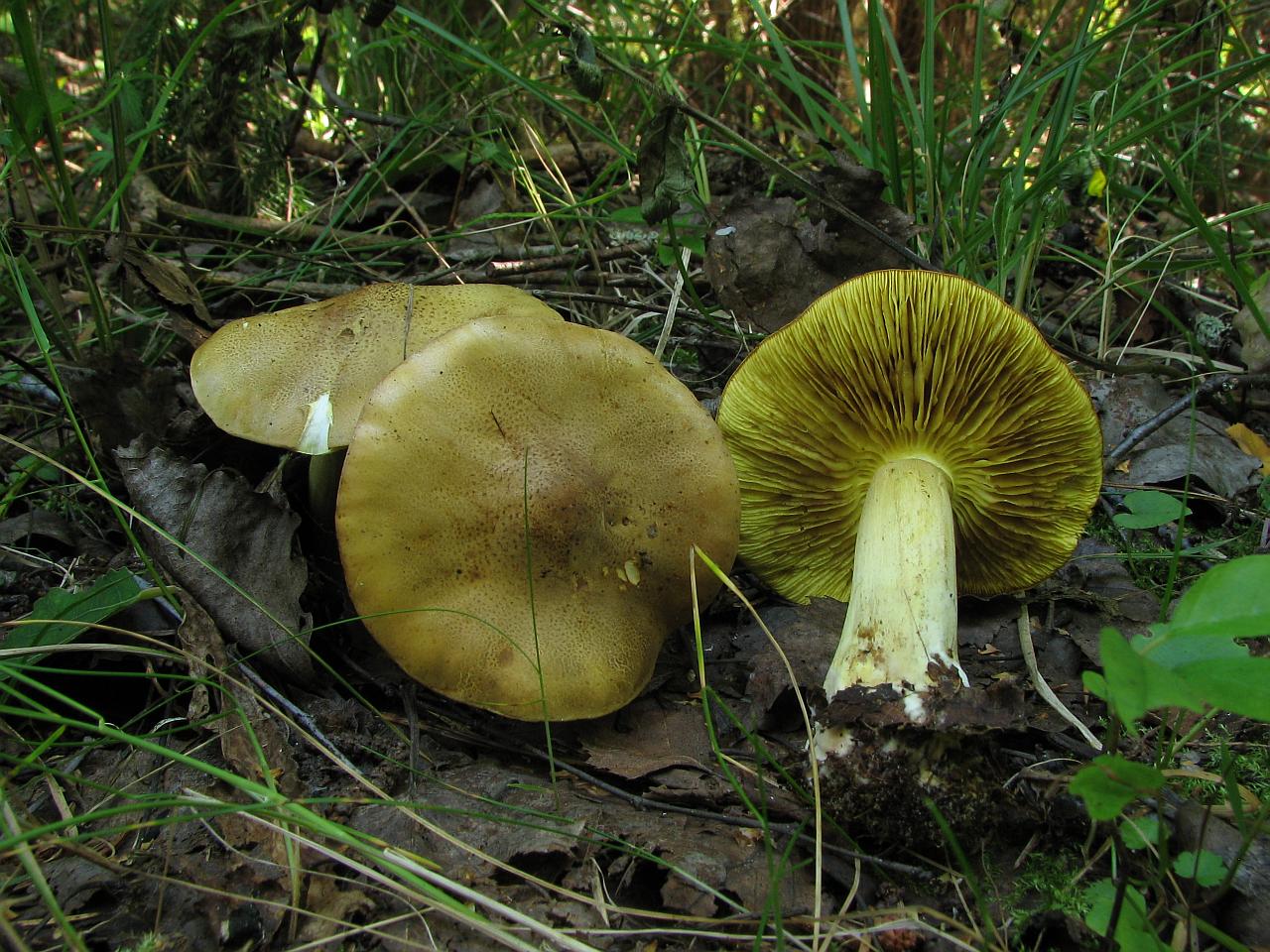 Tricholoma frondosae