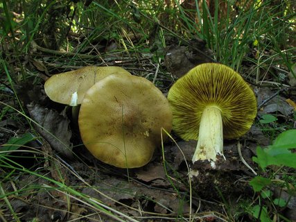 Tricholoma frondosae