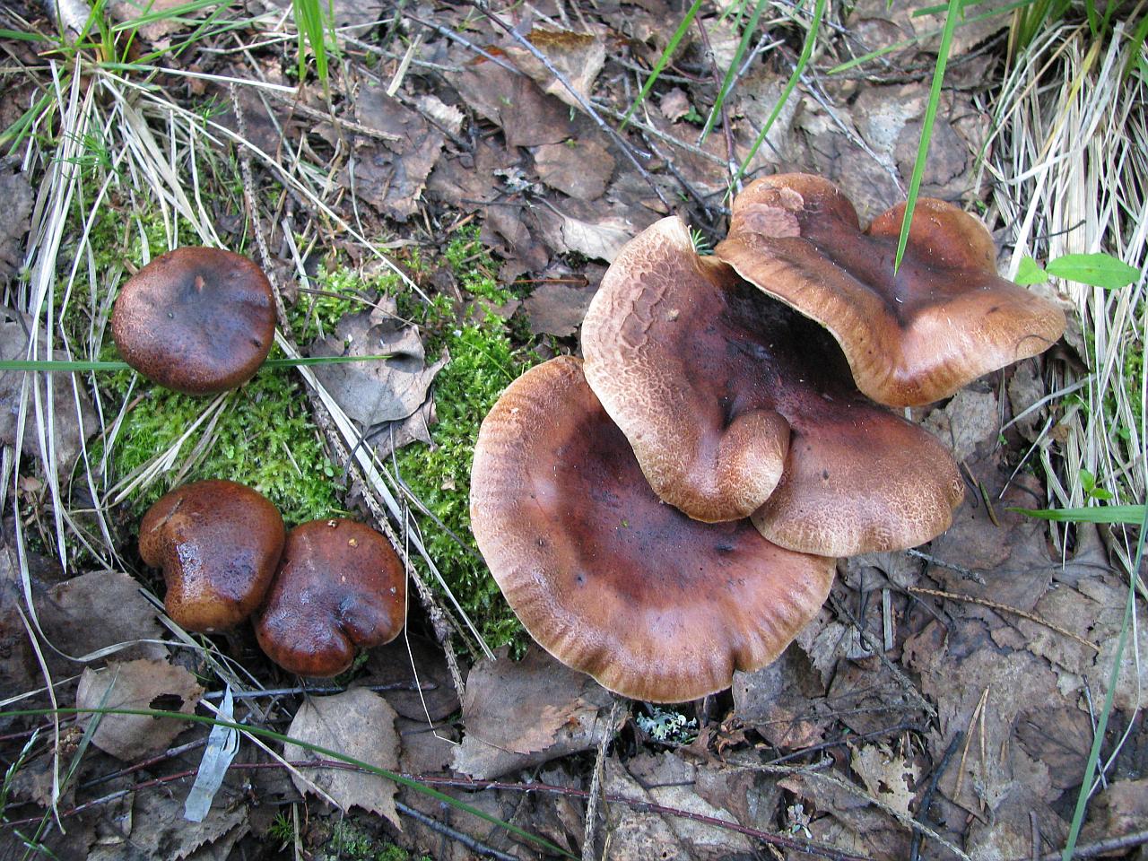 Tricholoma fulvum