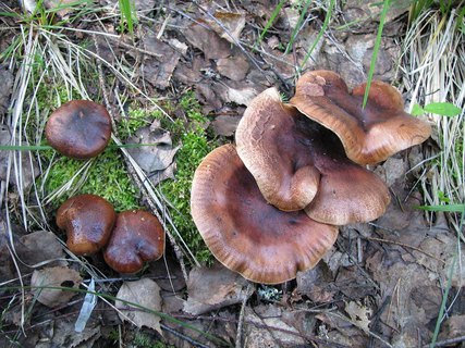 Tricholoma fulvum