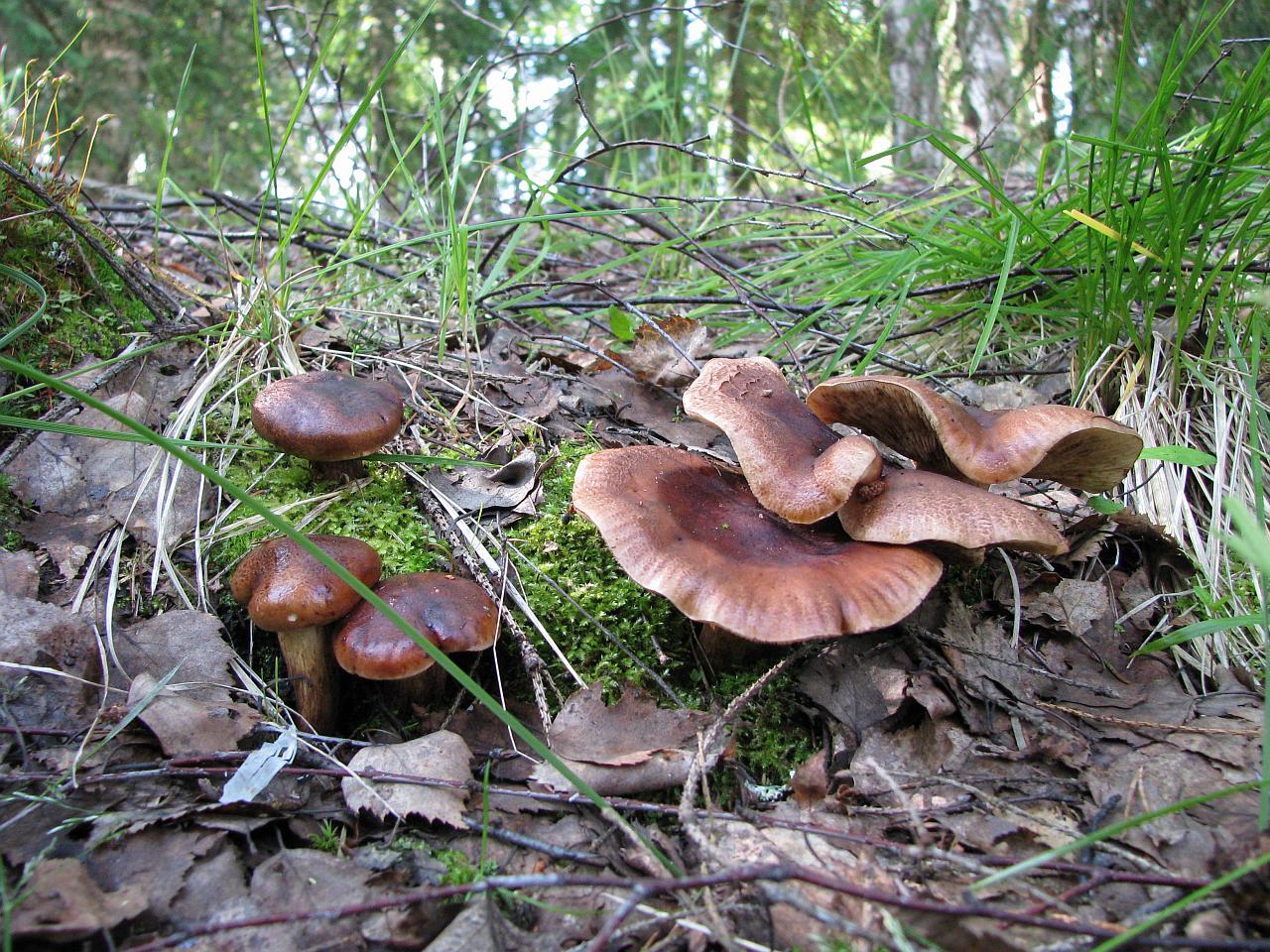 Tricholoma fulvum