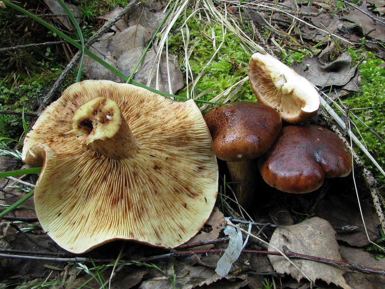 Tricholoma fulvum