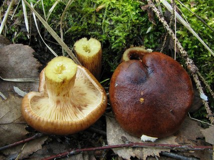 Tricholoma fulvum