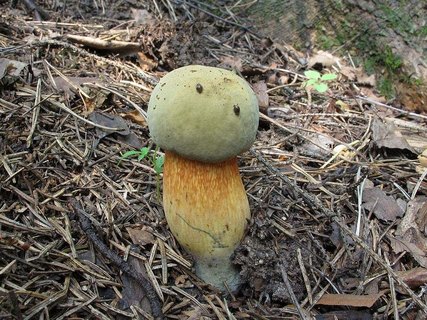 Boletus luridus