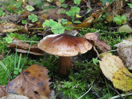 Tricholoma fulvum