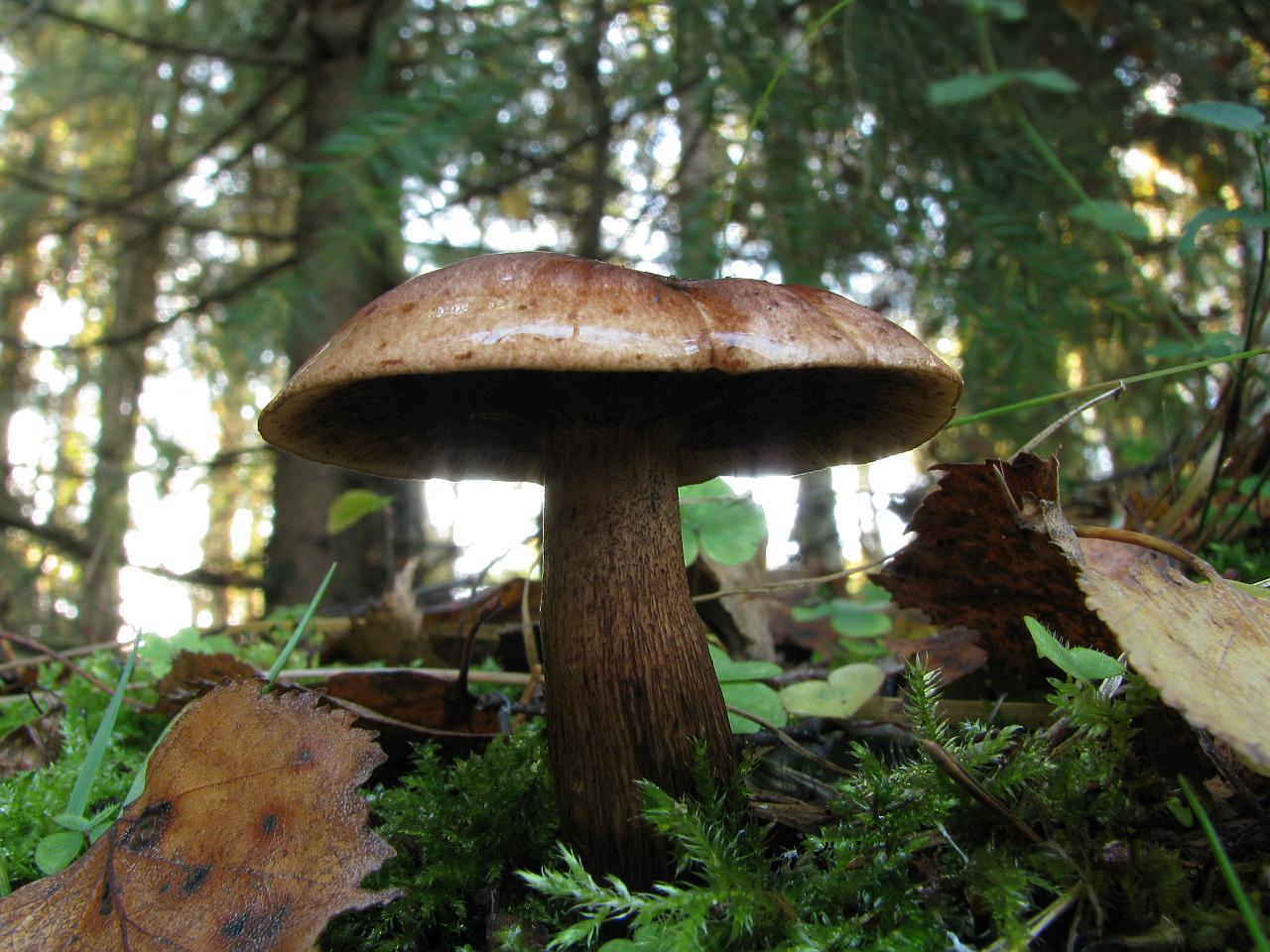Tricholoma fulvum