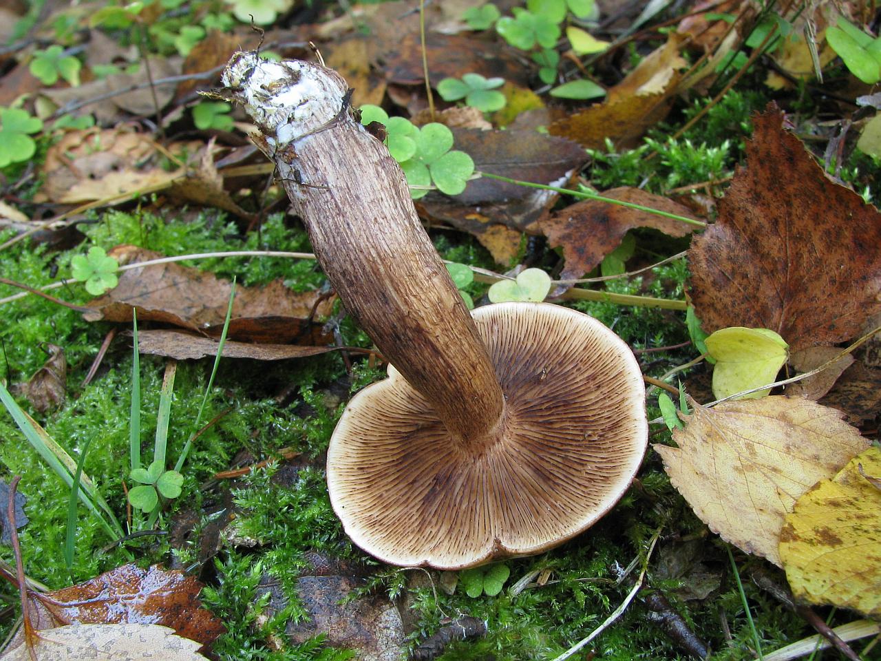 Tricholoma fulvum