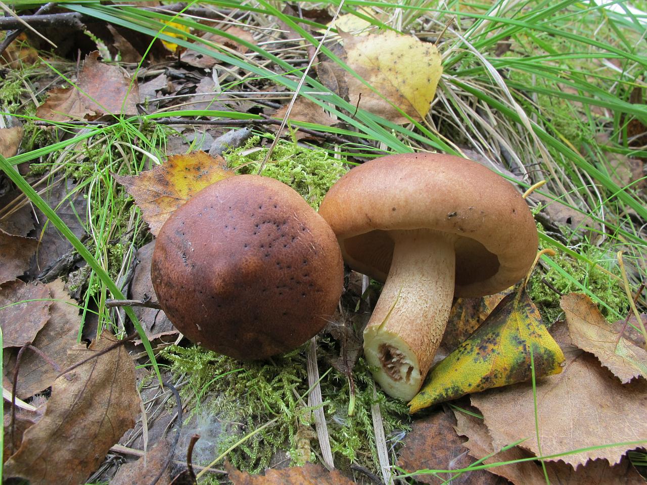 Tricholoma fulvum