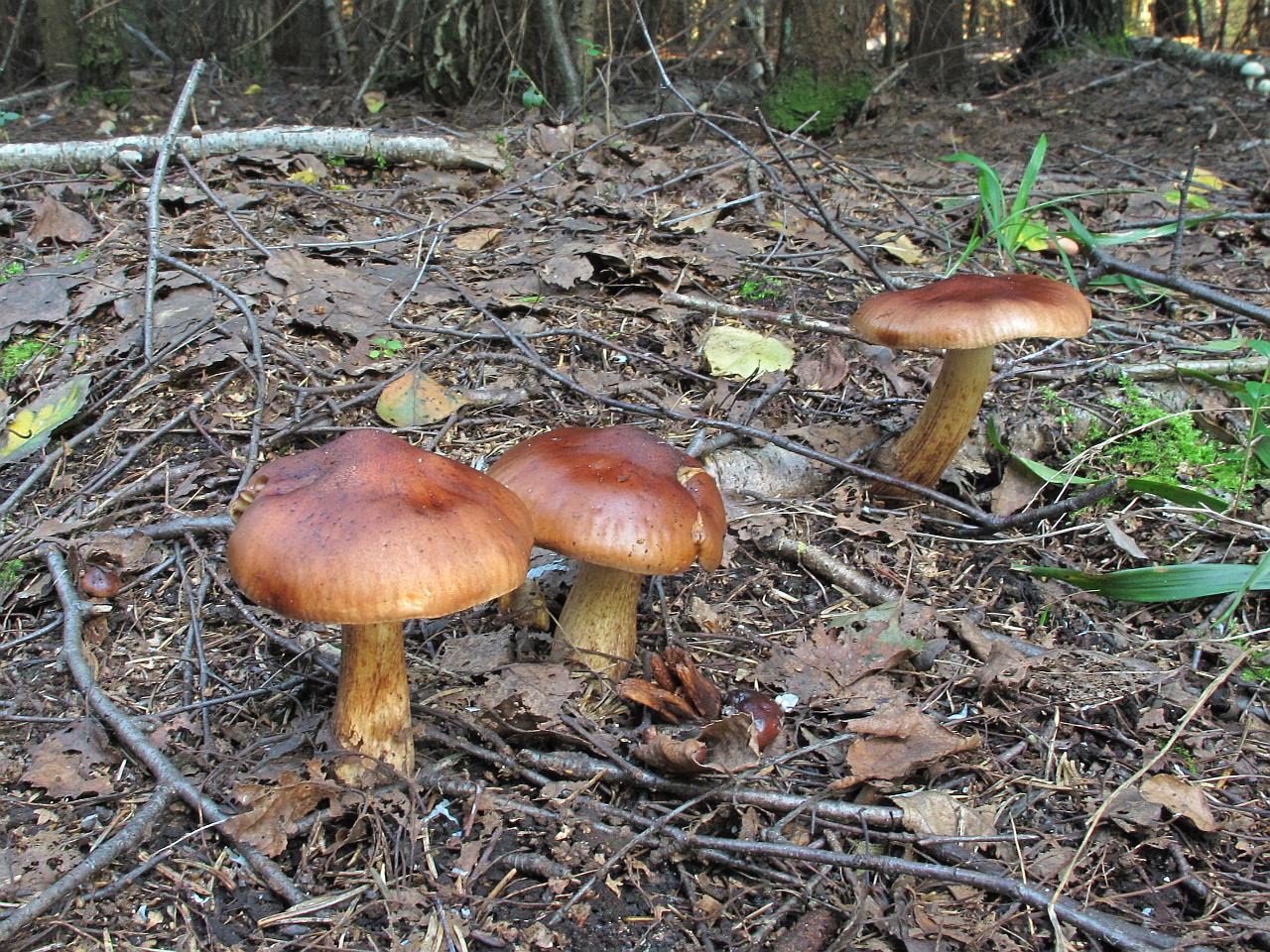Tricholoma fulvum