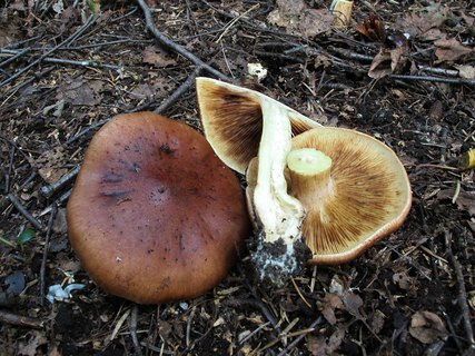 Tricholoma fulvum