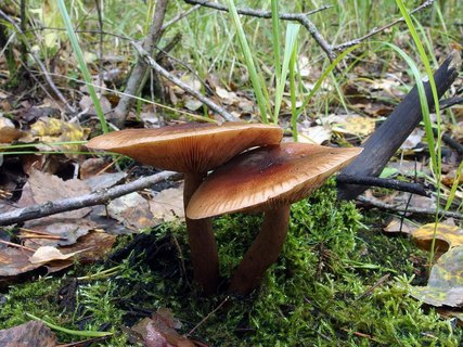 Tricholoma fulvum