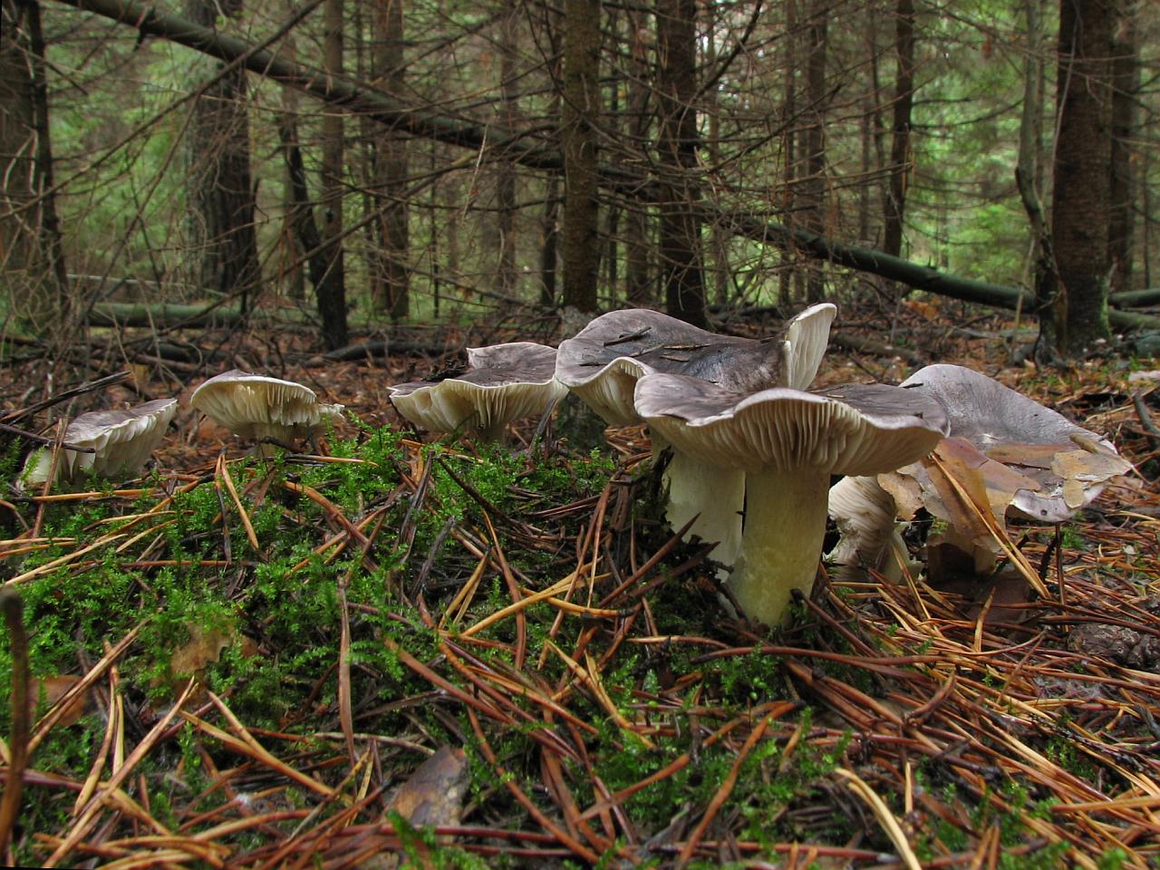 Tricholoma portemtosum