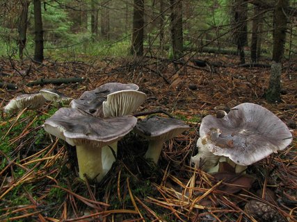 Tricholoma portemtosum
