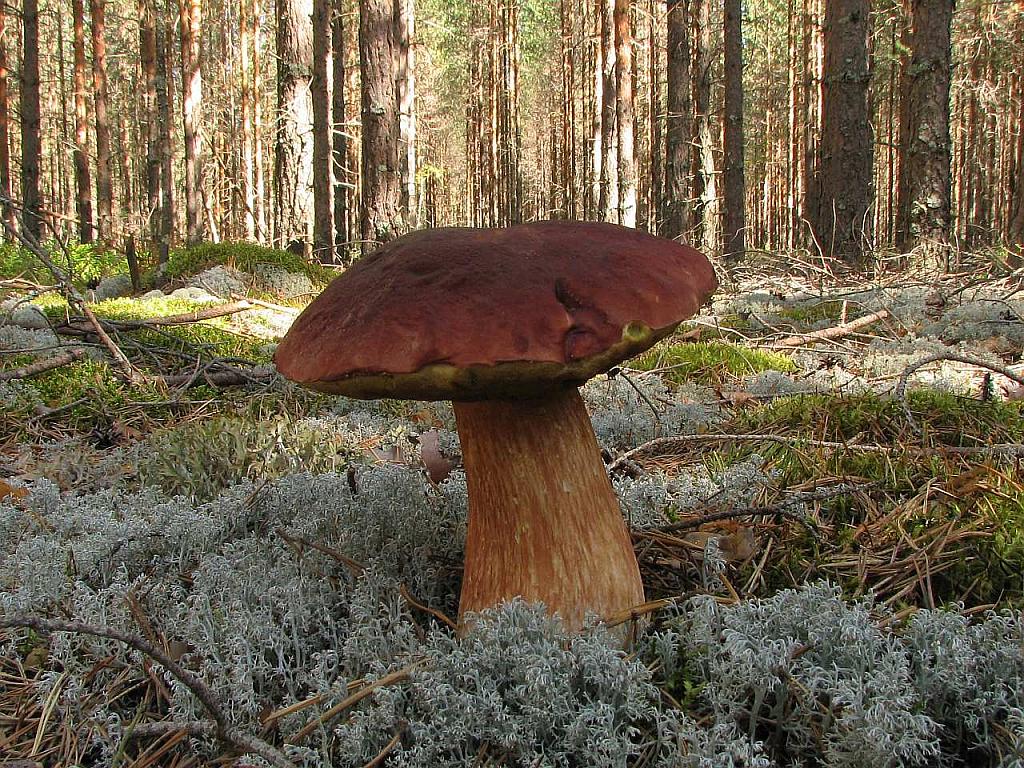 Boletus pinophilus