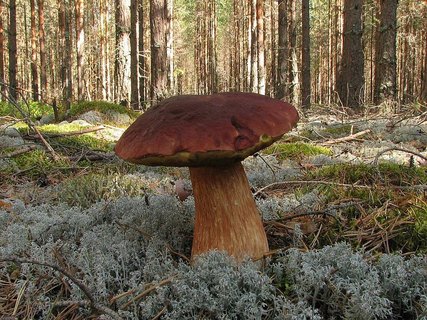 Boletus pinophilus