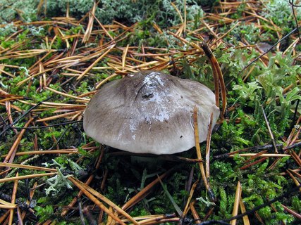 Tricholoma portemtosum