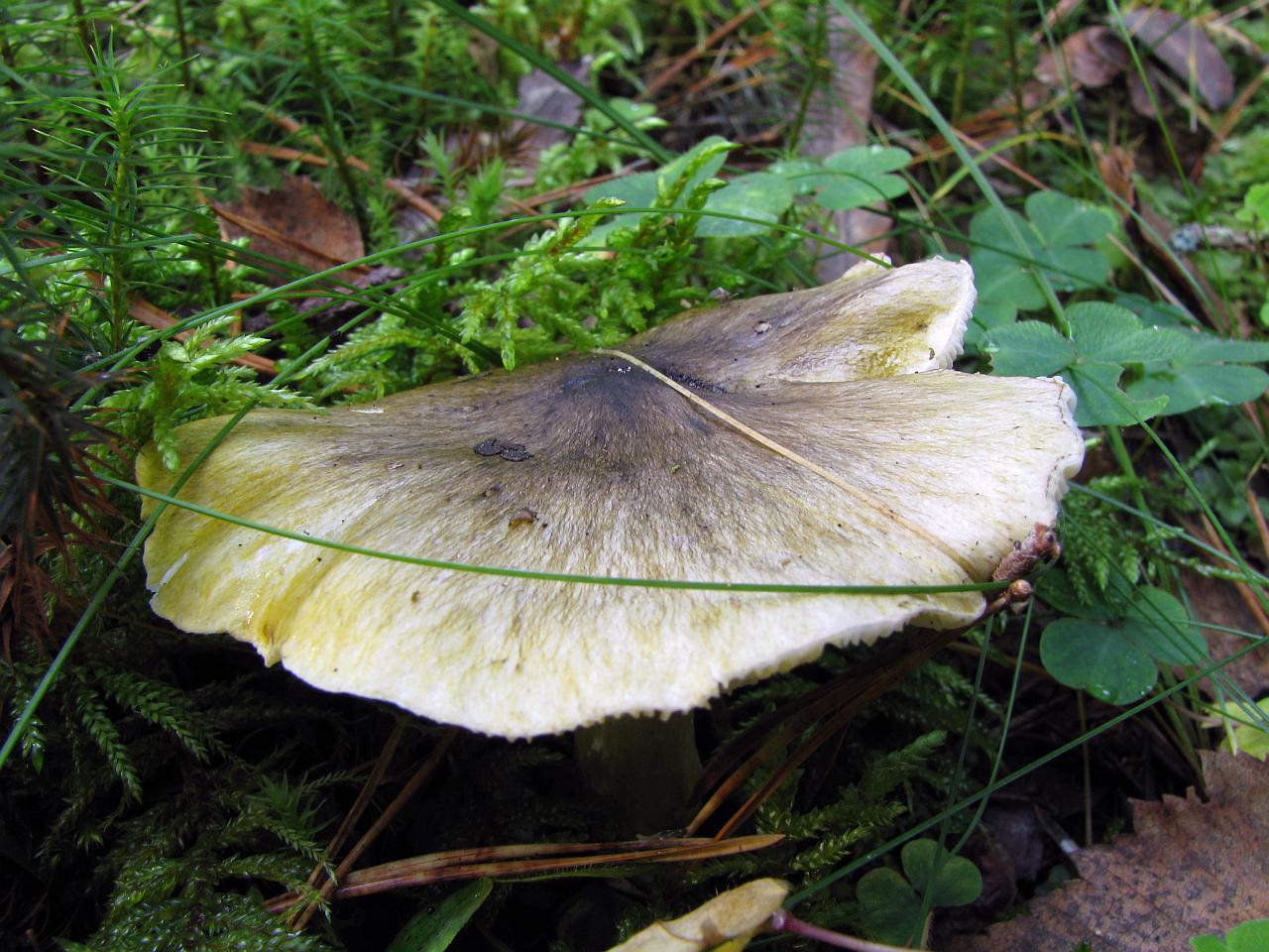 Tricholoma portemtosum
