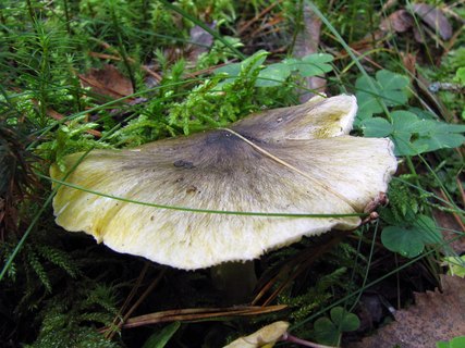 Tricholoma portemtosum