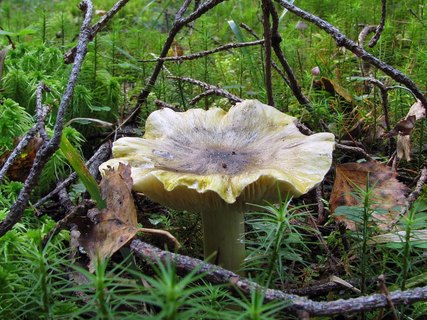Tricholoma portemtosum
