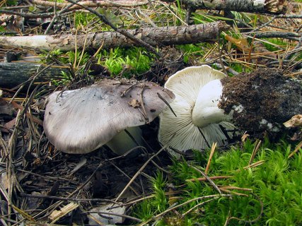Tricholoma portemtosum