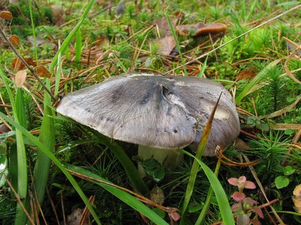 Tricholoma portemtosum