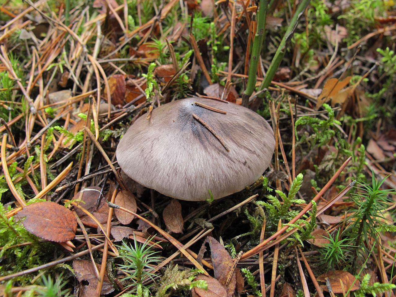 Tricholoma portemtosum