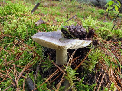 Tricholoma portemtosum