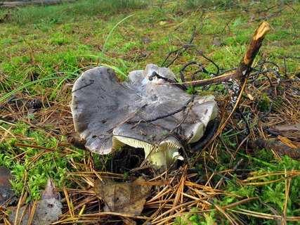 Tricholoma portemtosum