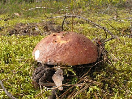 Boletus pinophilus