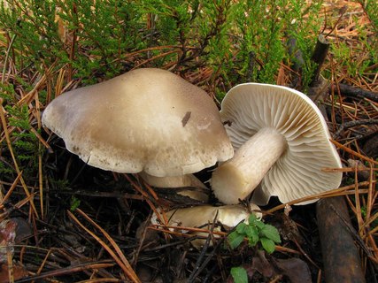 Tricholoma saponaceum