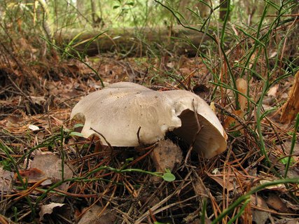 Tricholoma saponaceum