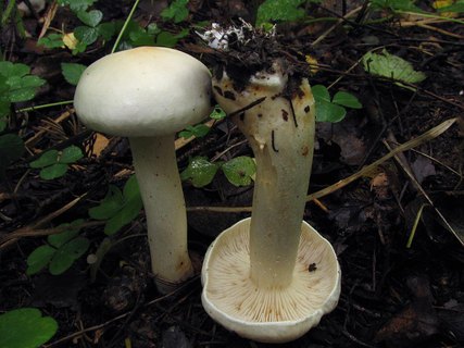Tricholoma stiparophyllum