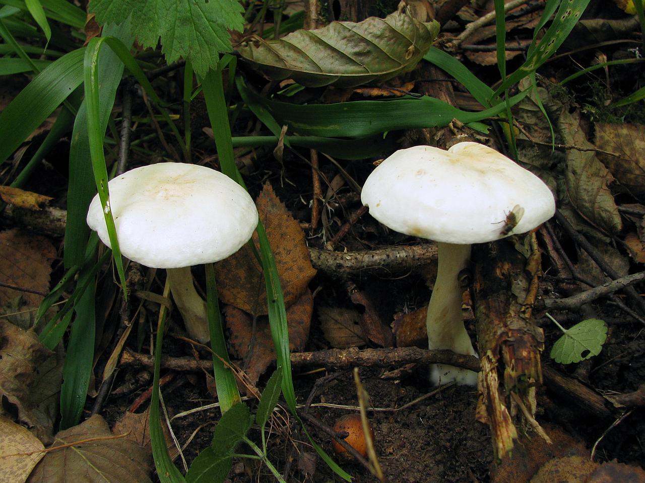 Tricholoma stiparophyllum