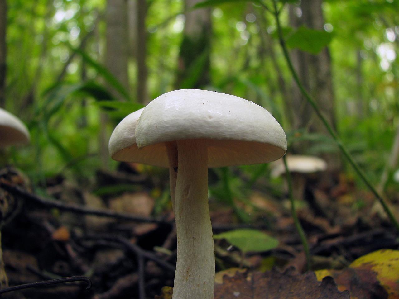 Tricholoma stiparophyllum