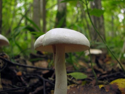 Tricholoma stiparophyllum