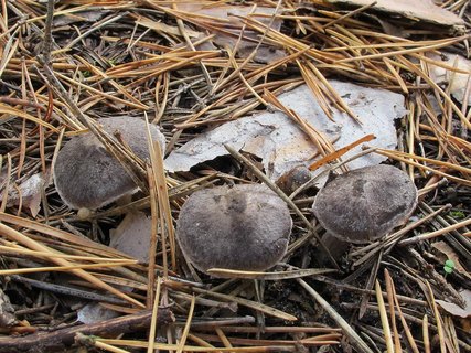 Tricholoma terreum