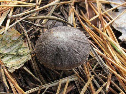 Tricholoma terreum