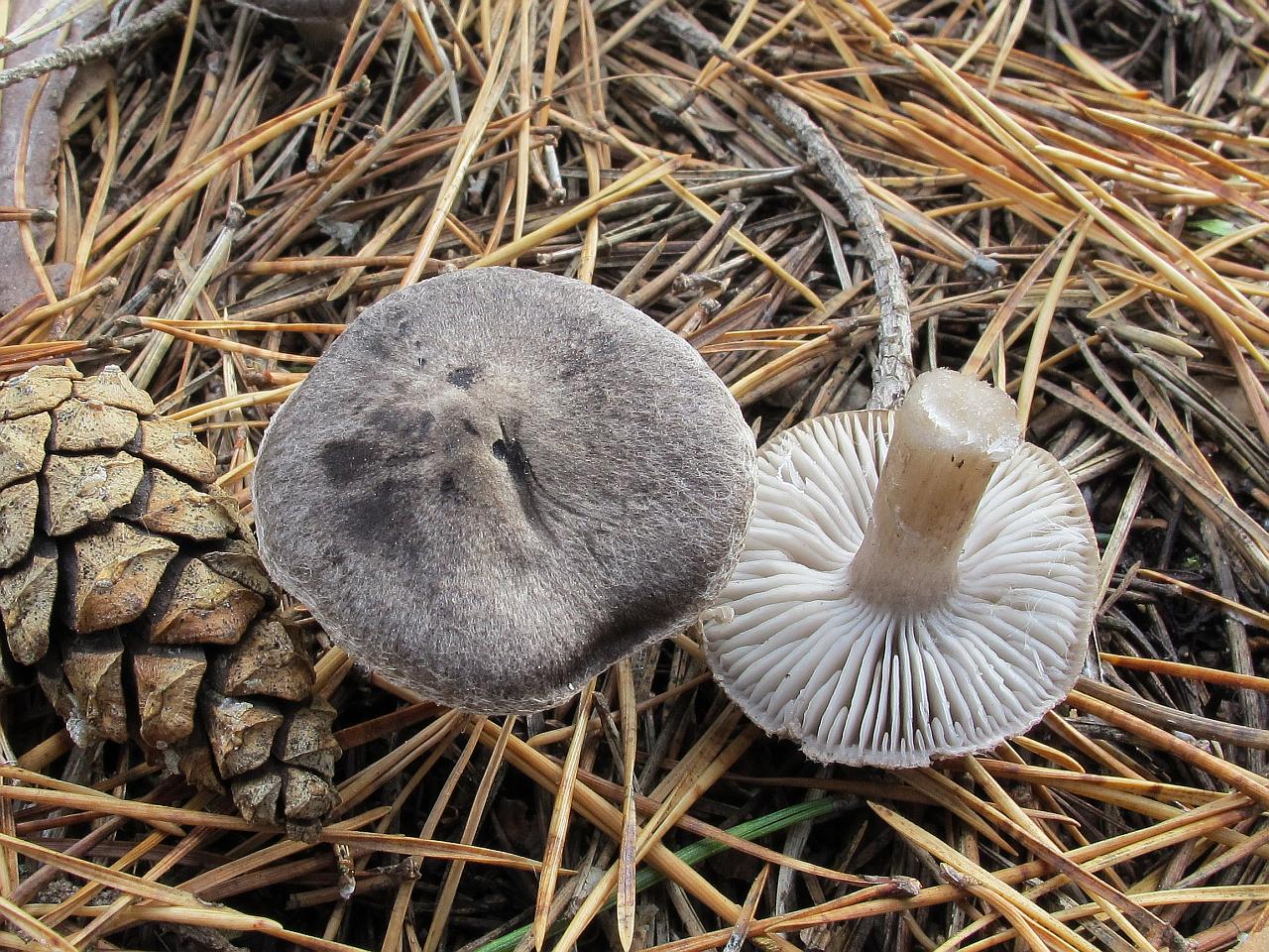 Tricholoma terreum