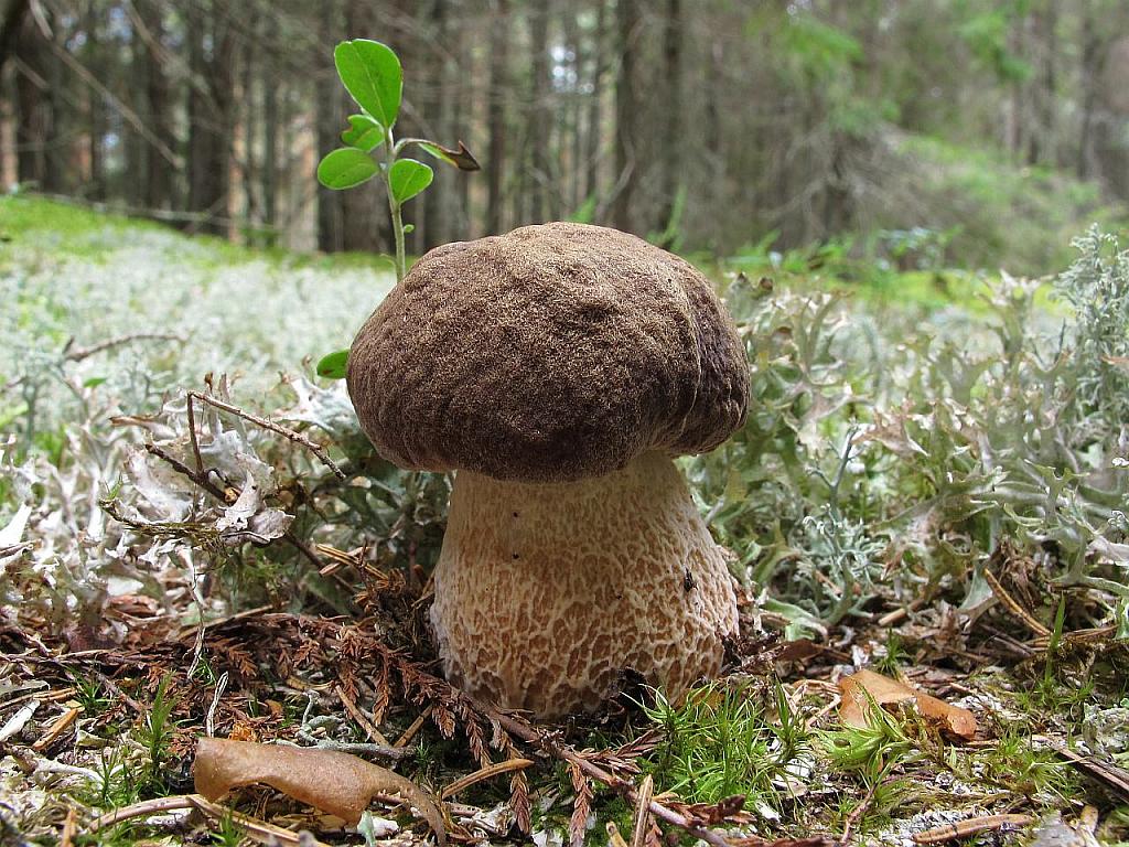 Boletus pinophilus