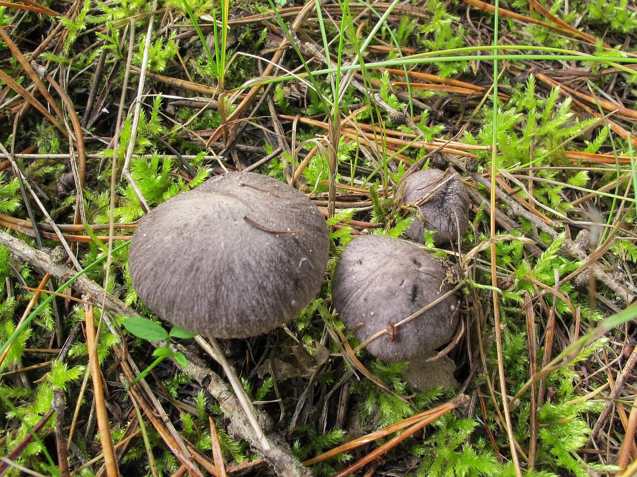 Tricholoma terreum