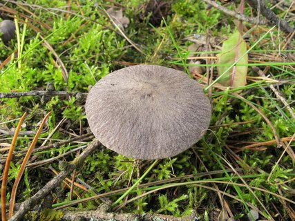Tricholoma terreum